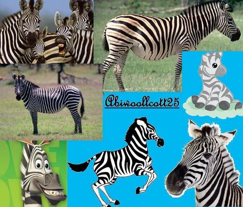  zebra, kuda belang collage