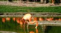 Flamingoes - photography photo