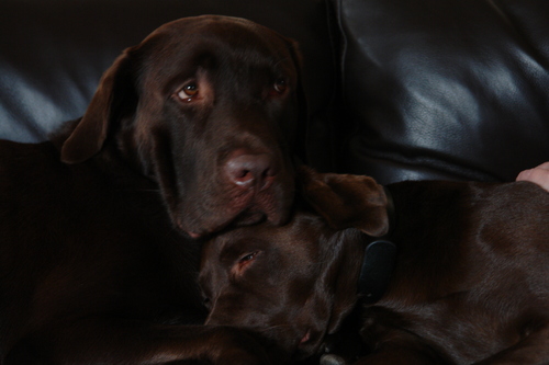  This are my cachorros Murphy (female, left) and Nugget (Male, Right)