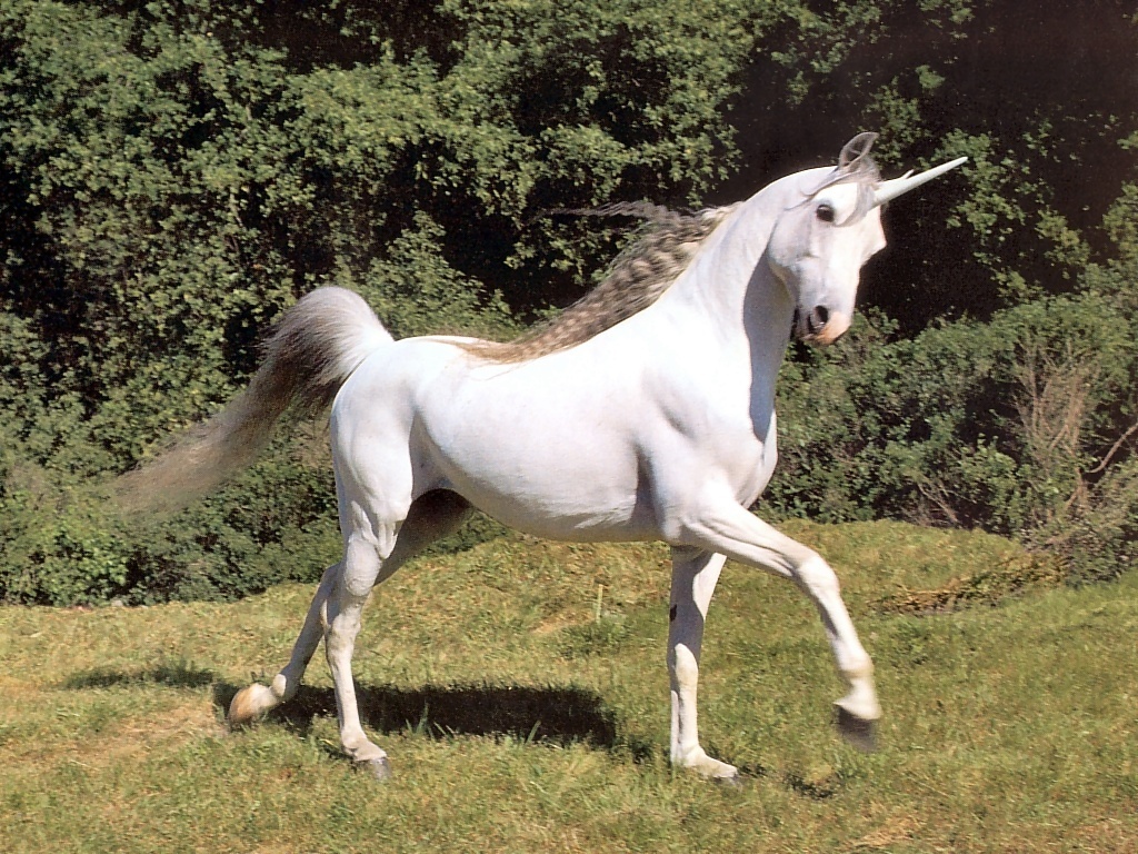 A Real Unicorn - Fantasy Animals Wallpaper (5759005) - Fanpop