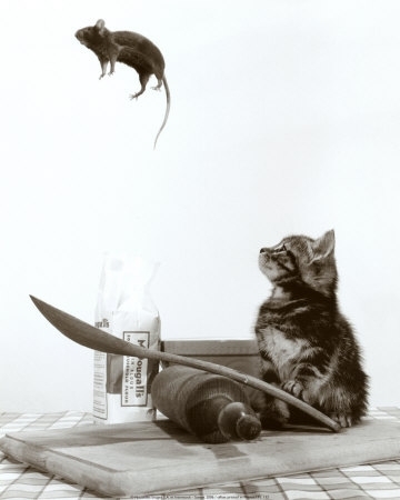  Cat & 老鼠, 鼠标