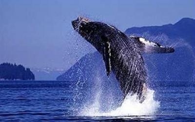  Humpback baleine