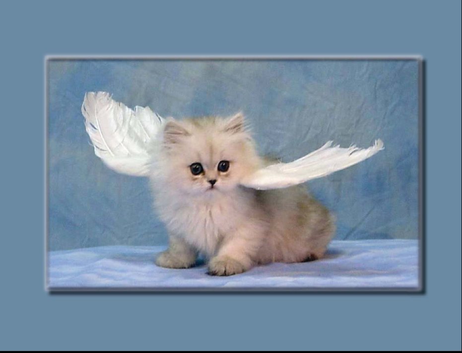 Kissa angela