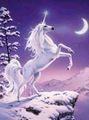 Moonlight Unicorn - unicorns photo