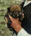 Wolf  Pup - wolves photo