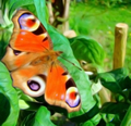 butterfly - photography photo