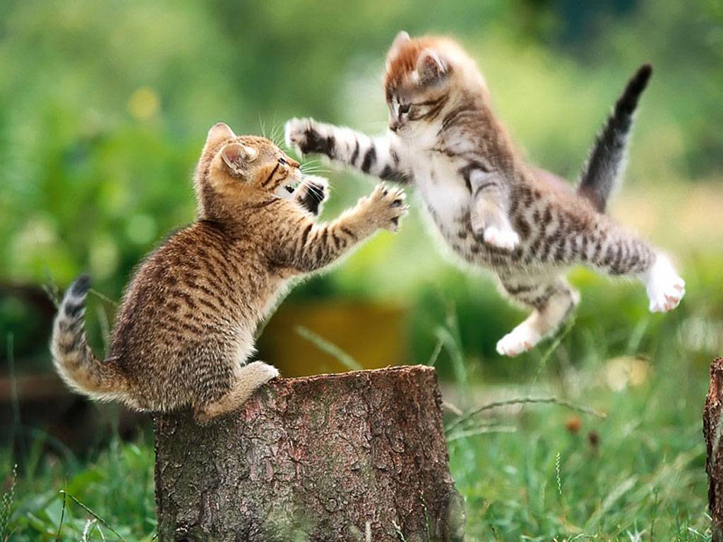 Fighting by Cat Phoenix