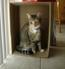  cats in boxs