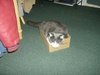  cats in boxs