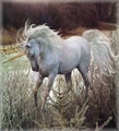 Unicorn - unicorns photo
