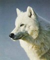 Artic Wolf - wolves photo