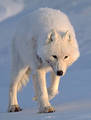 Artic wolf,searching - wolves photo
