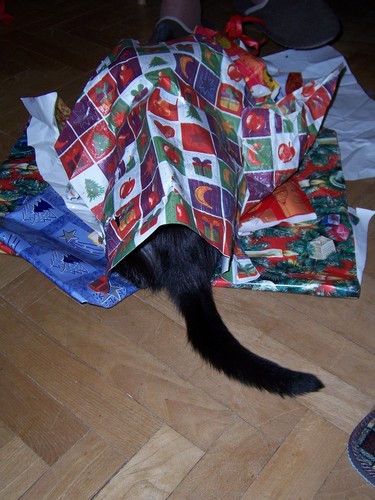  Cat ,Christmas and Randomness xD