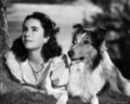 Elizabeth And Lassie - elizabeth-taylor photo