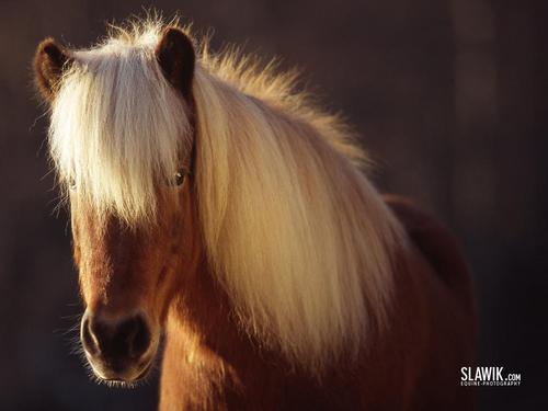  Slawik horse দেওয়ালপত্র