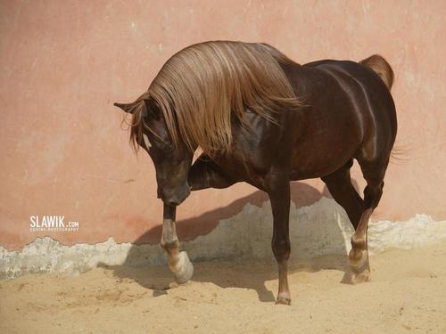  Slawik horse Обои