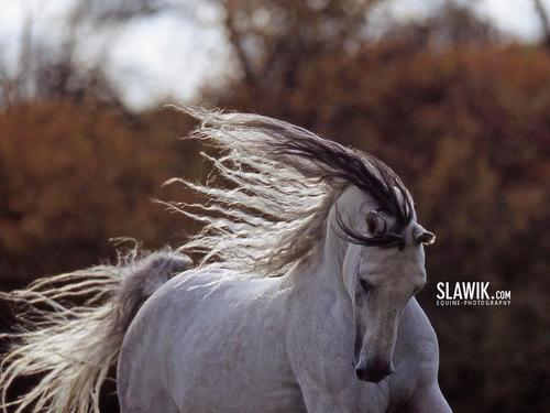  Slawik horse দেওয়ালপত্র