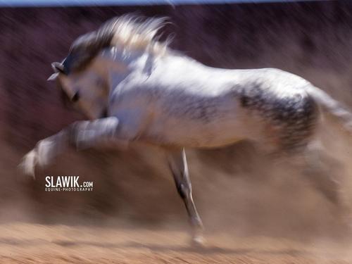  Slawik horse fondo de pantalla