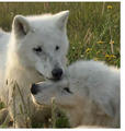 White Wolf Pups - wolves photo