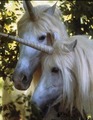 Friendship - unicorns photo