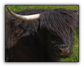 Highland Cow  - photography photo