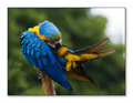 Parrot  - photography photo