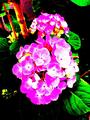 Hydrangea - flowers fan art
