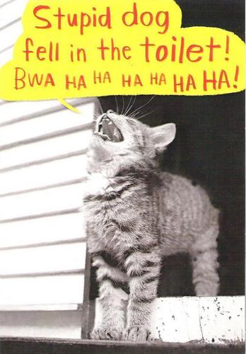  Laughing Kitten