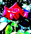 Rose - flowers fan art