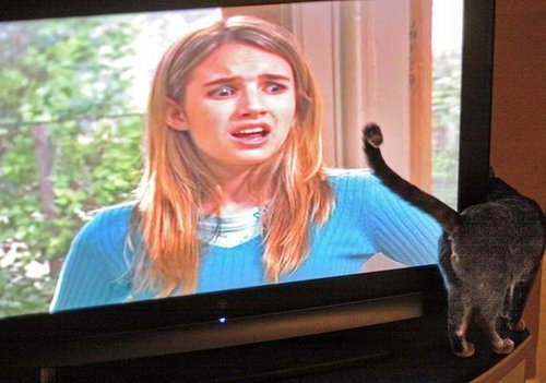  Emma Roberts Is Afraid of My Cat