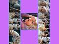 lady-gaga - Lady Gaga Lovegame wallpaper