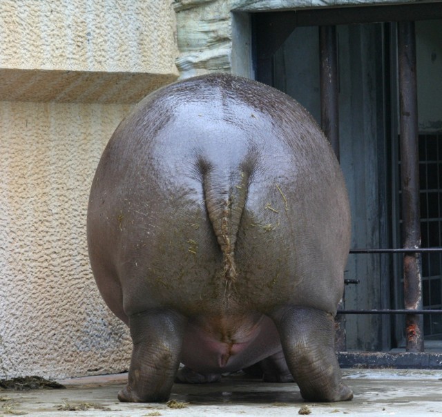 Hippos Photo: hippo.
