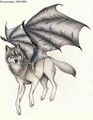 winged wolf - winged-wolves photo