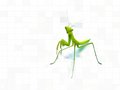 praying-mantises - A Praying Mantis wallpaper