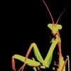 A Praying Mantis
