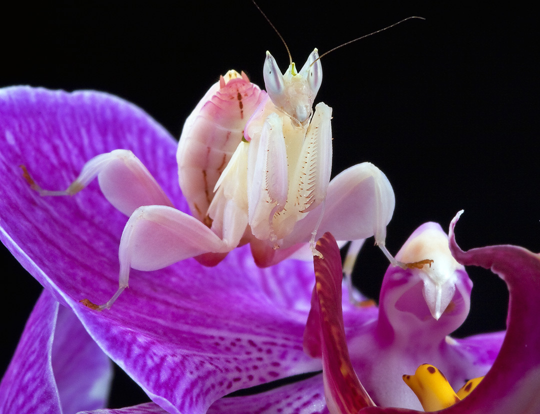 http://images2.fanpop.com/images/photos/6600000/Orchid-Mantis-praying-mantises-6623546-1080-829.jpg