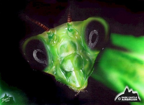  Preying Mantis