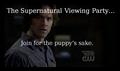 SPN Viewing Party - supernatural photo