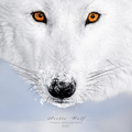 White Wolf - wolves photo