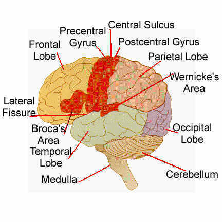  Brain anatomy