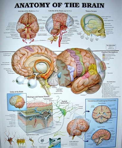  Brain