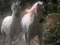 Unicorns On A Journey - unicorns photo