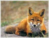  a foxie