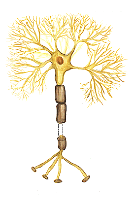 neuron