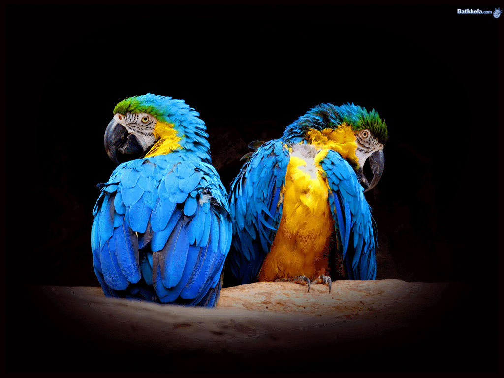 Birds - National Geographic Wallpaper (6909378) - Fanpop