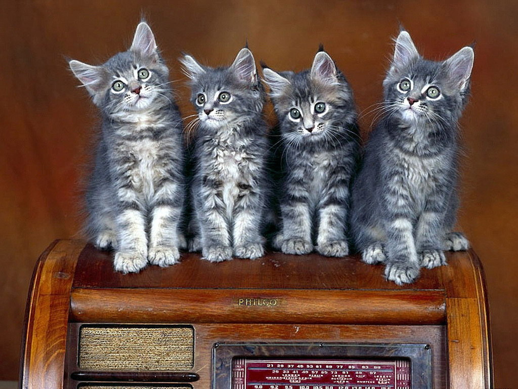 Photography Kittens