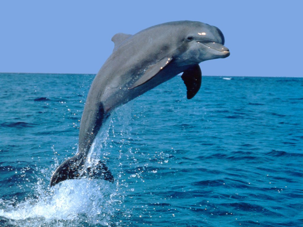 Real Blue Dolphins Images &amp; Pictures - Becuo