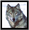 Storm Wolf,Animated - wolves photo