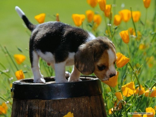  beagle Hintergrund