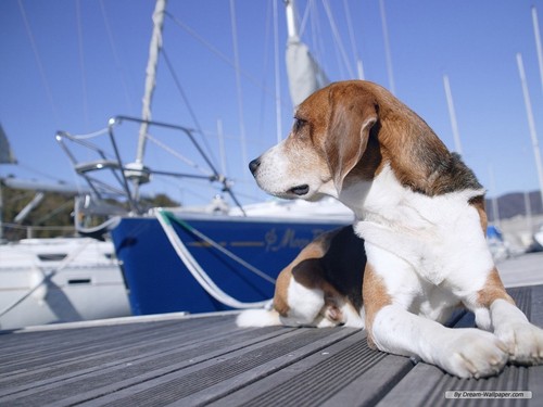  brak, beagle achtergrond